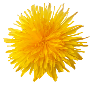 Dandelion PNG-12862